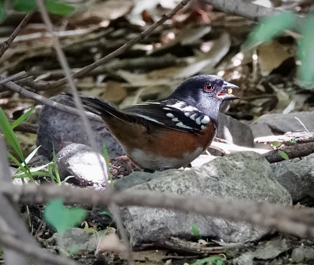 Spotted Towhee - ML643512976