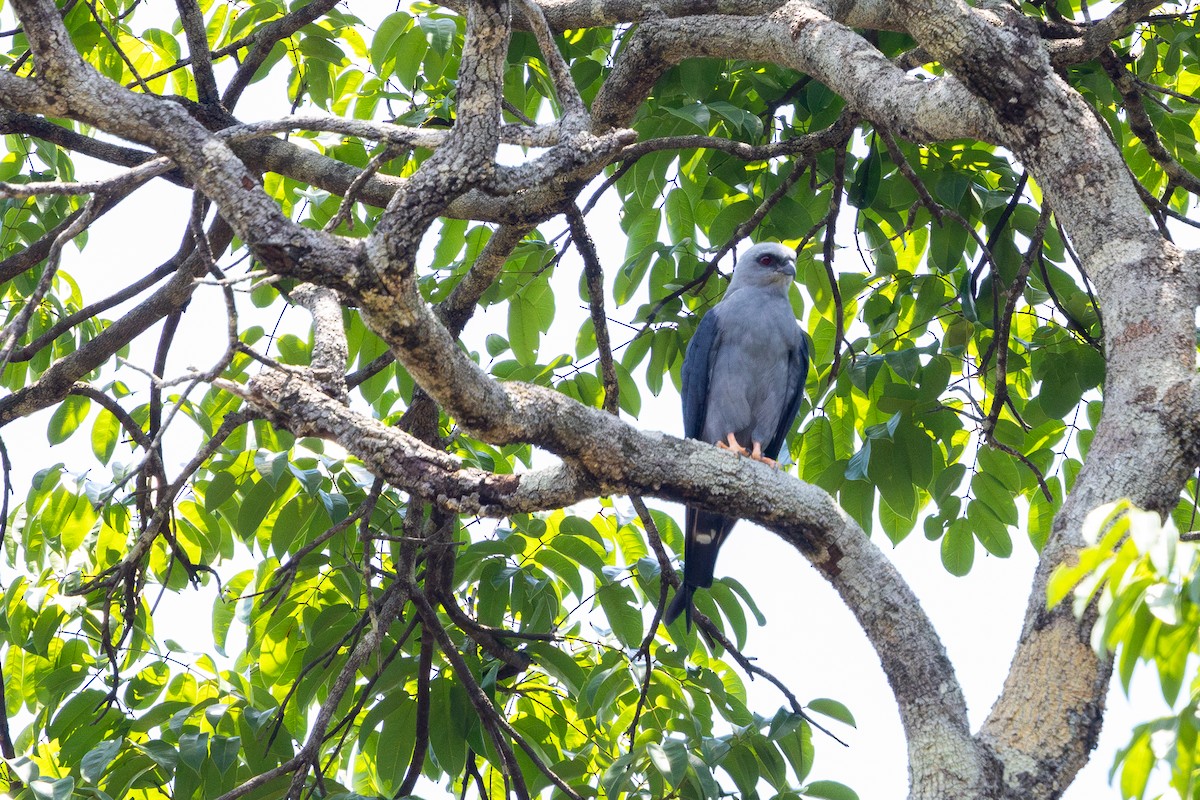 Plumbeous Kite - ML643512981