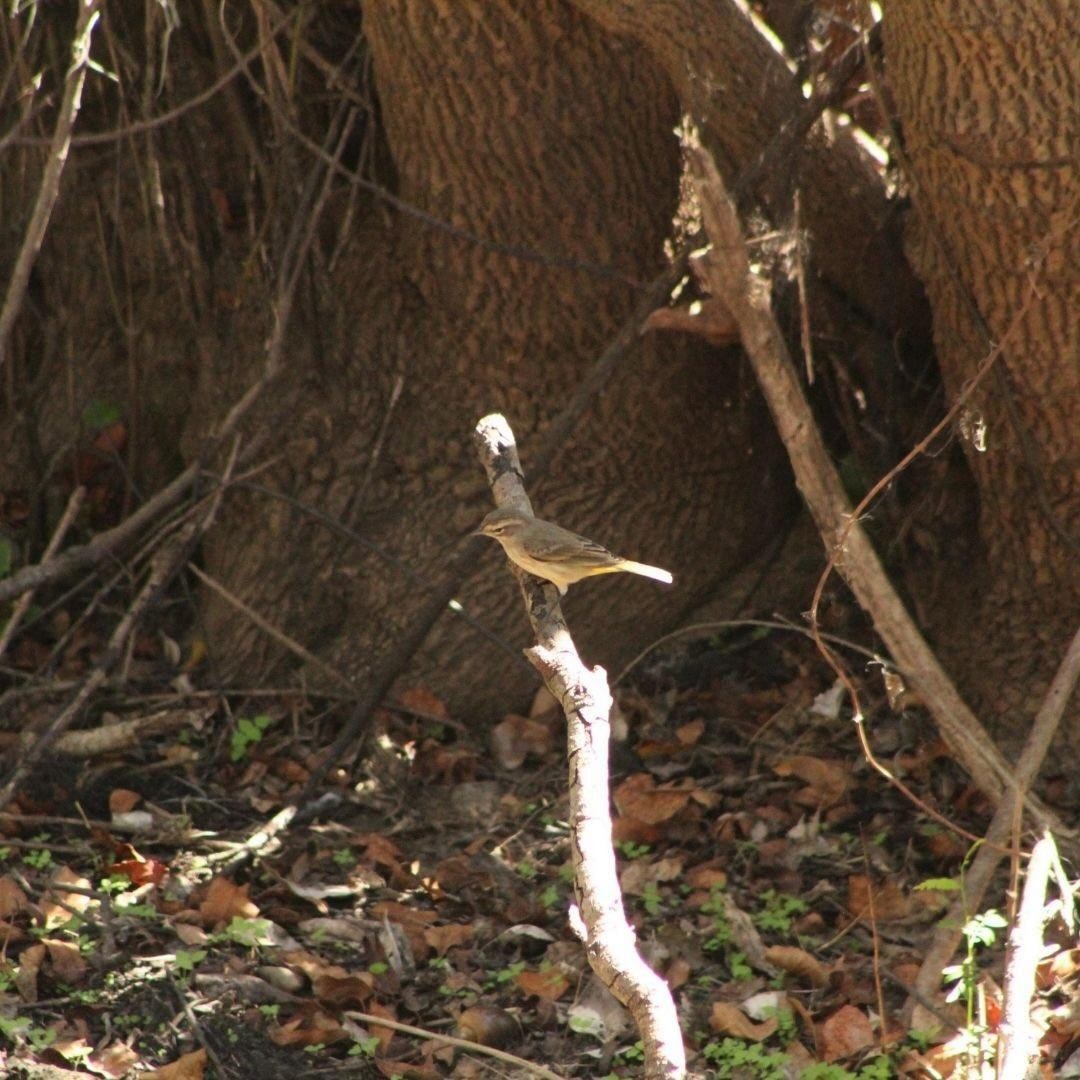 Palm Warbler - ML643512982