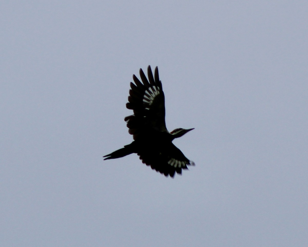 Pileated Woodpecker - ML643512985