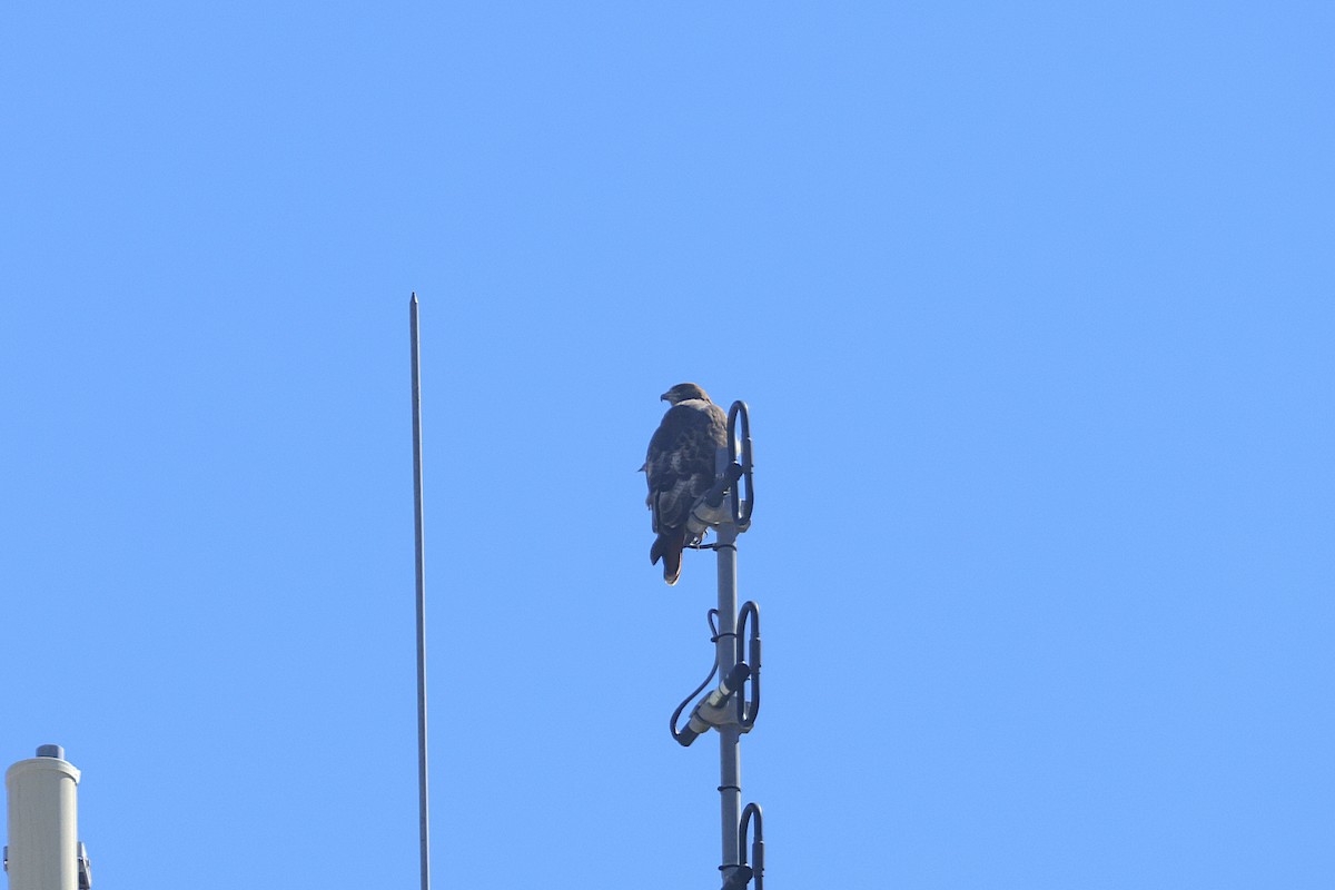 Red-tailed Hawk - ML643512986