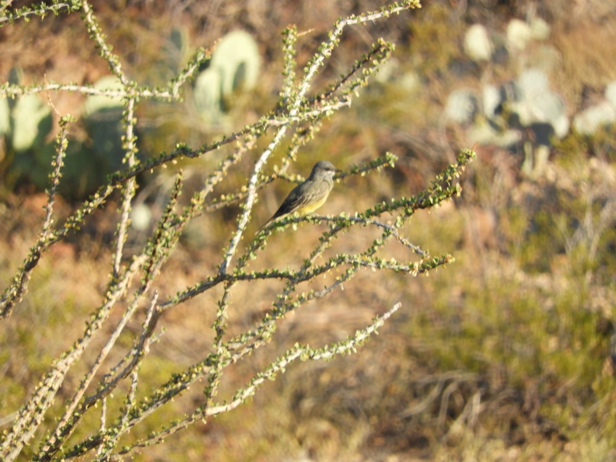 Cassin's Kingbird - ML643512988