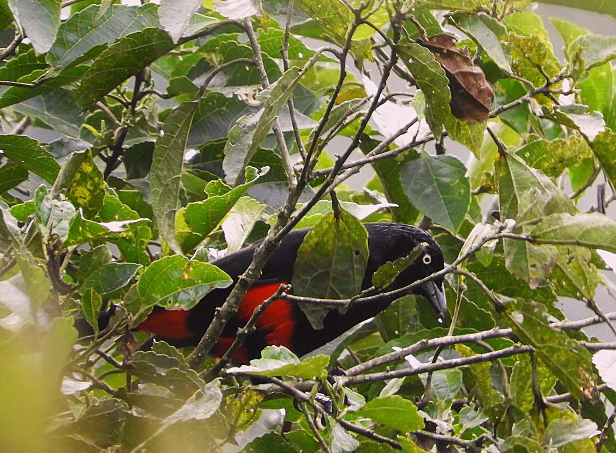 Red-bellied Grackle - ML643512989