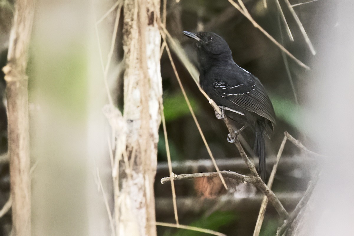 Black Antbird - ML643512990
