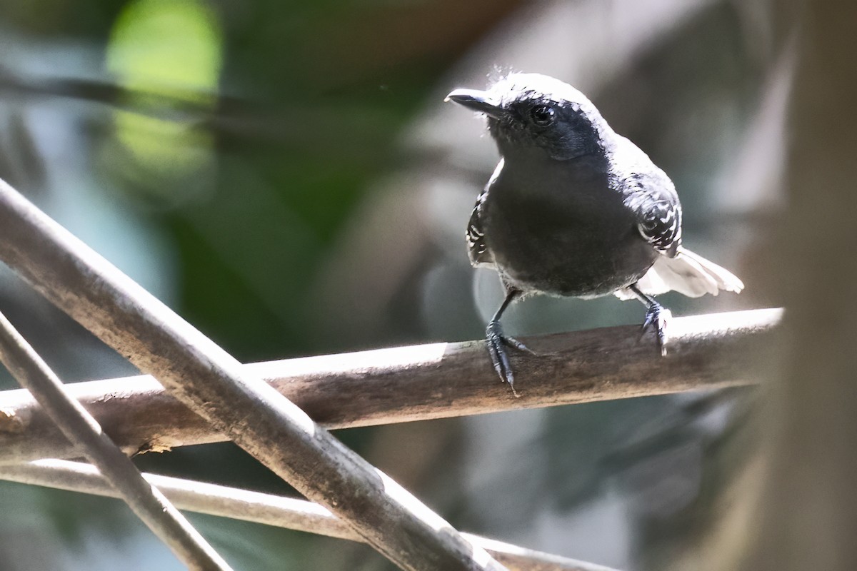 Black Antbird - ML643512991