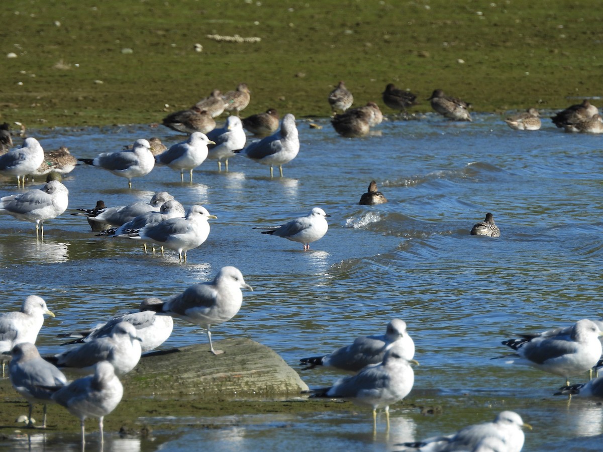 Bonaparte's Gull - ML643512993