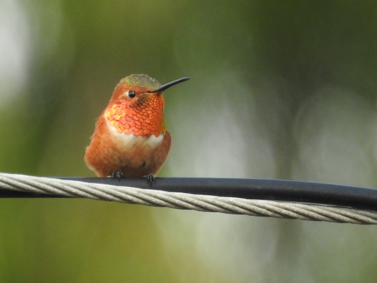 Allen's Hummingbird - ML643512994