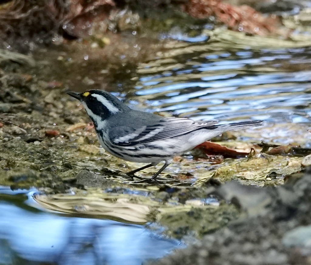 Black-throated Gray Warbler - ML643512997
