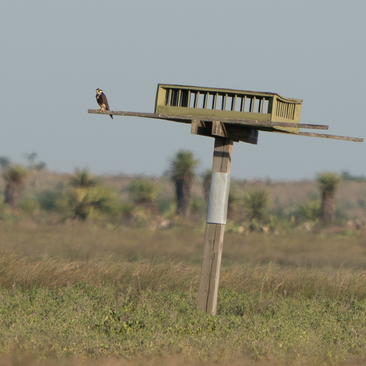 Aplomado Falcon - ML643513004