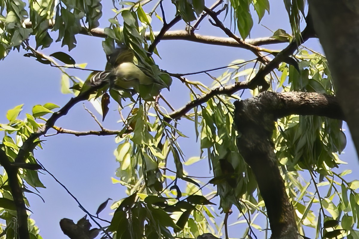 Sclater's Antwren - ML643513006