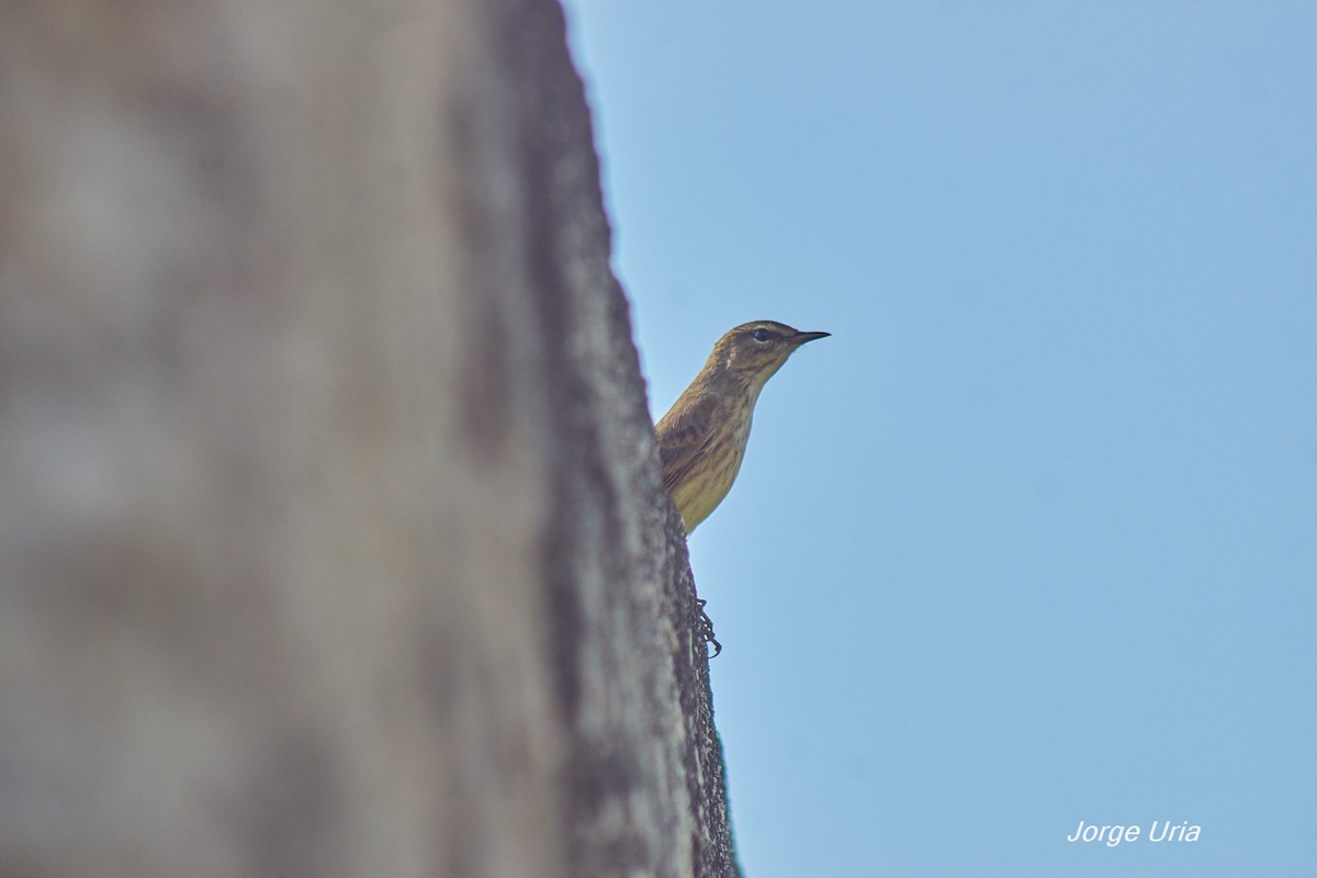Palm Warbler - ML643513021