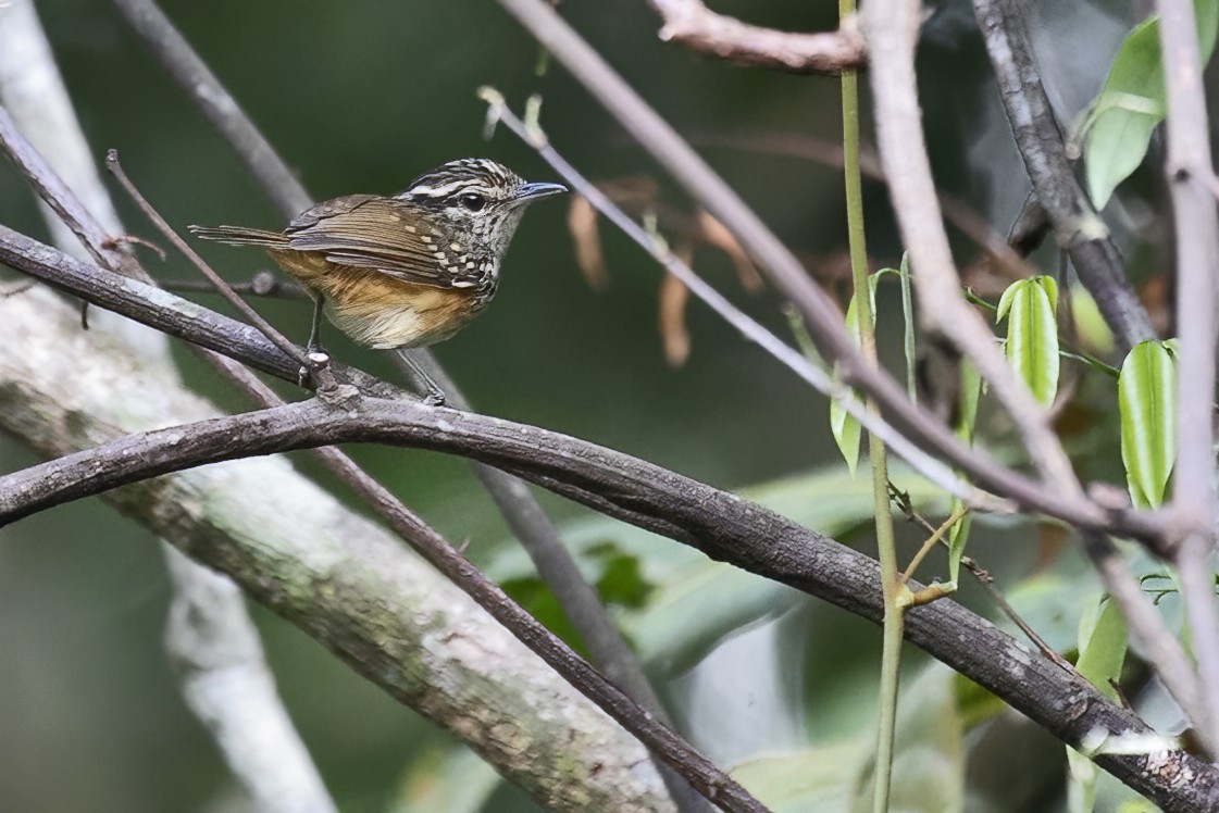 Peruvian Warbling-Antbird - ML643513024