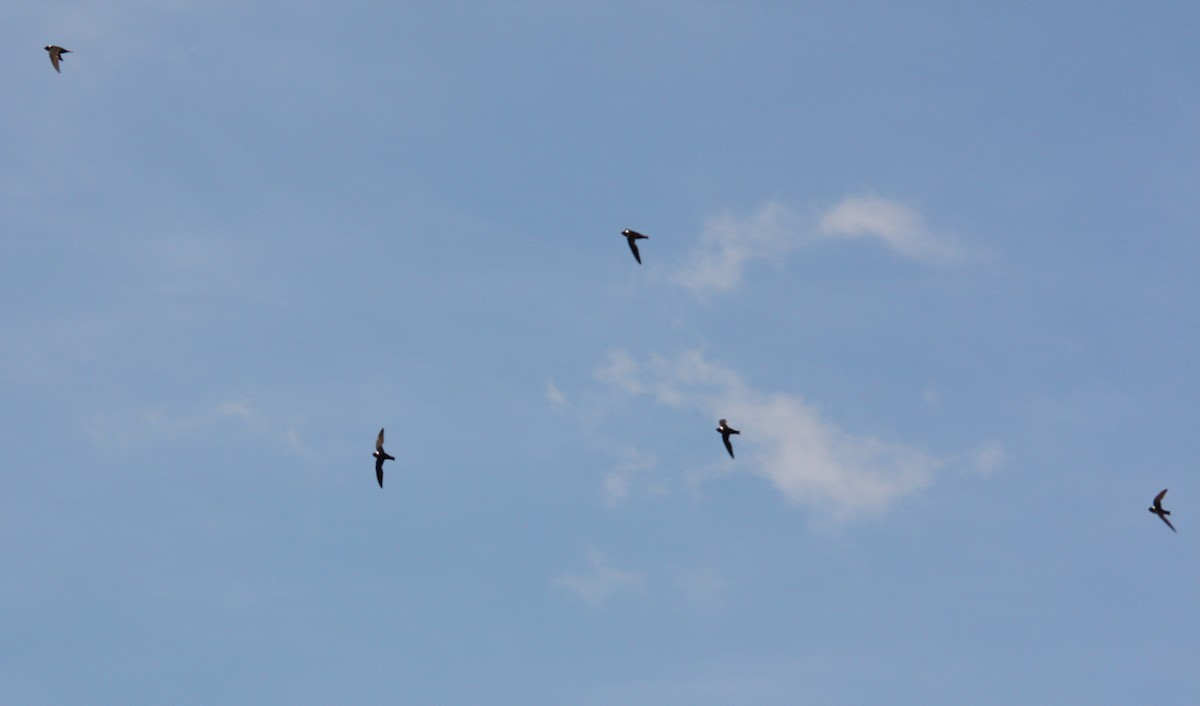 White-collared Swift - ML643513047