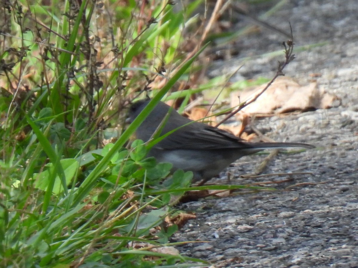Dark-eyed Junco - ML643513049