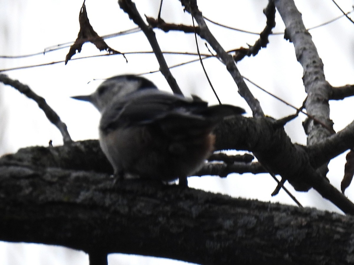 White-breasted Nuthatch - ML643513053