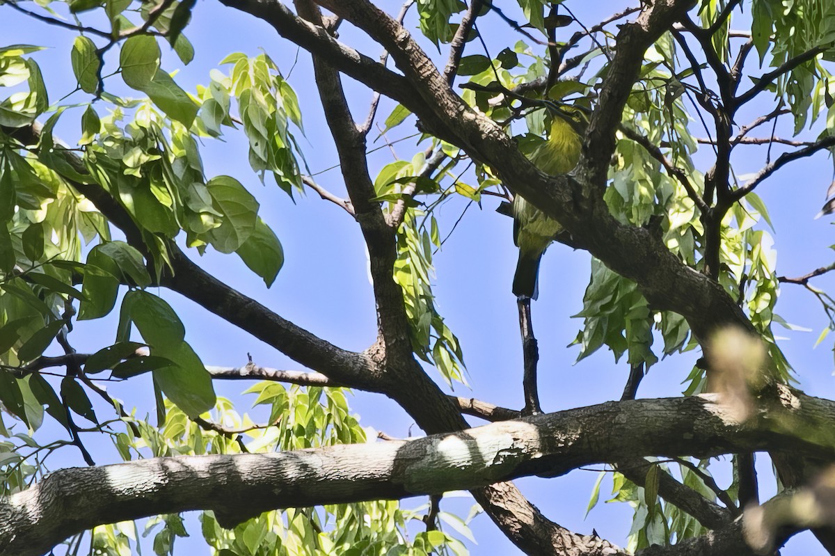 Slaty-capped Shrike-Vireo - ML643513058