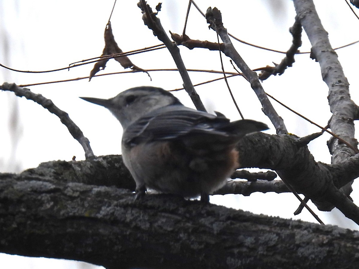 White-breasted Nuthatch - ML643513061