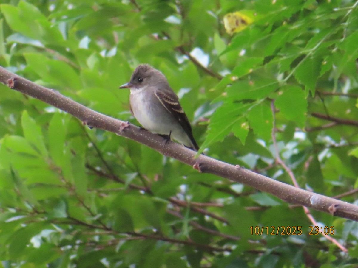 Eastern Phoebe - ML643513066