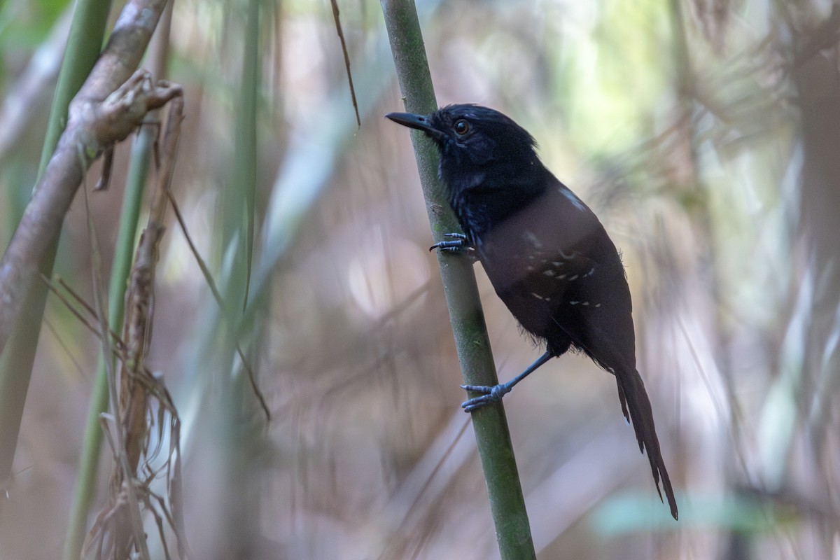 Manu Antbird - ML643513071