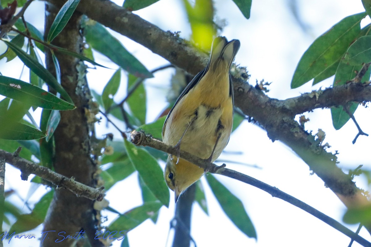 Bay-breasted Warbler - ML643513090