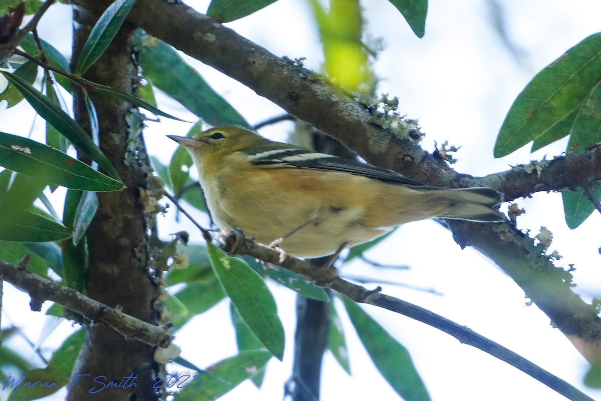 Bay-breasted Warbler - ML643513091