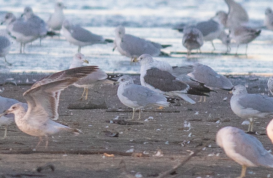 Lesser Black-backed Gull - ML643513093