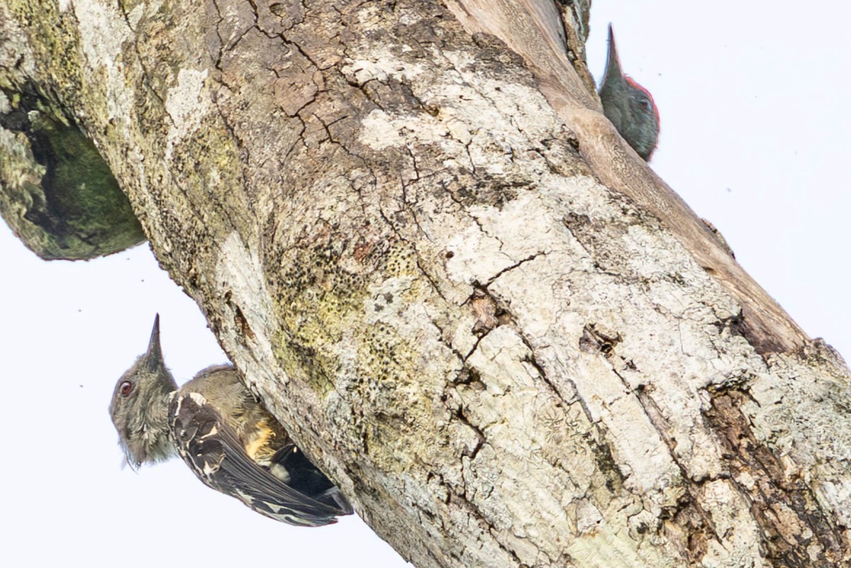Дятел-куцохвіст червоночубий - ML643513098