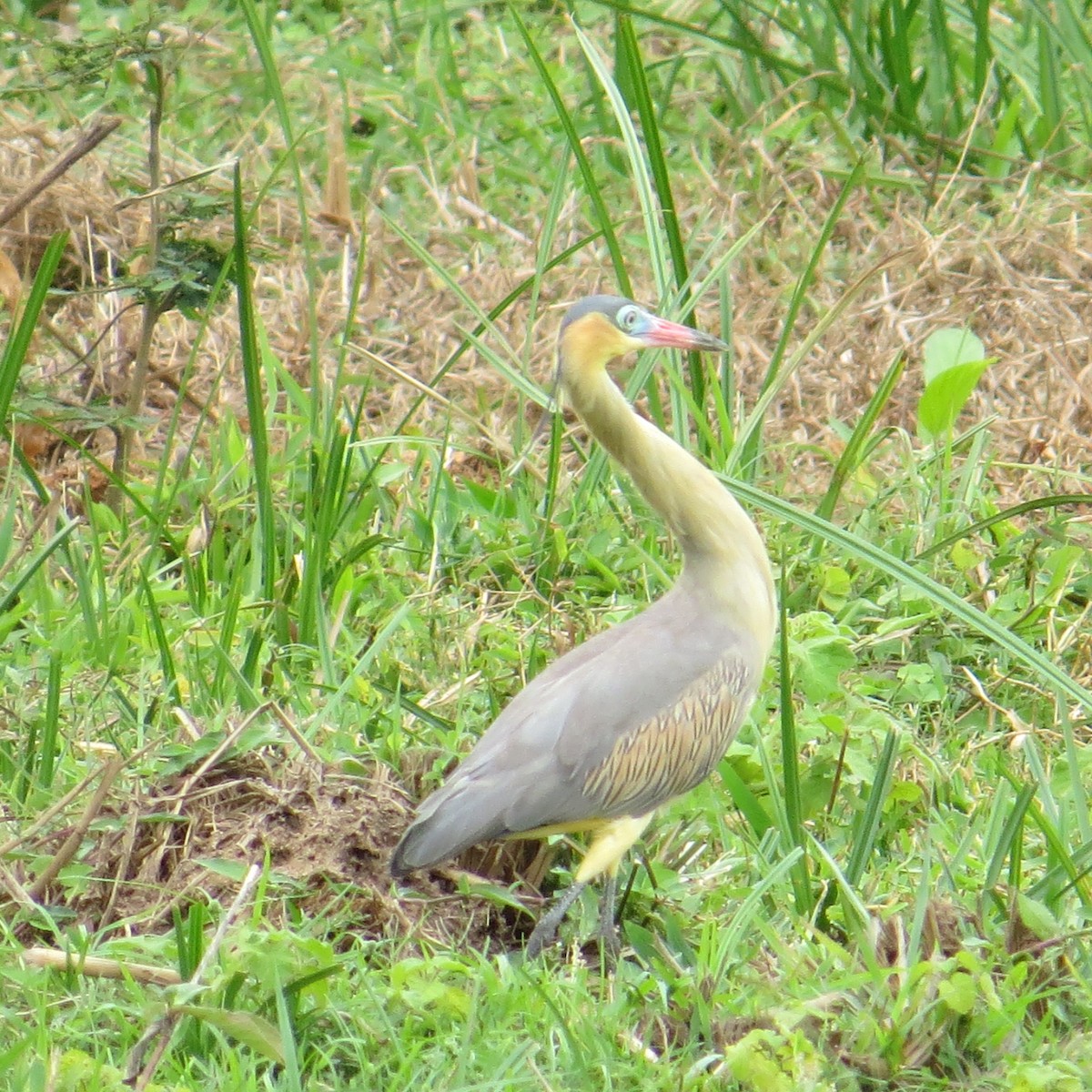 Whistling Heron - ML643513105
