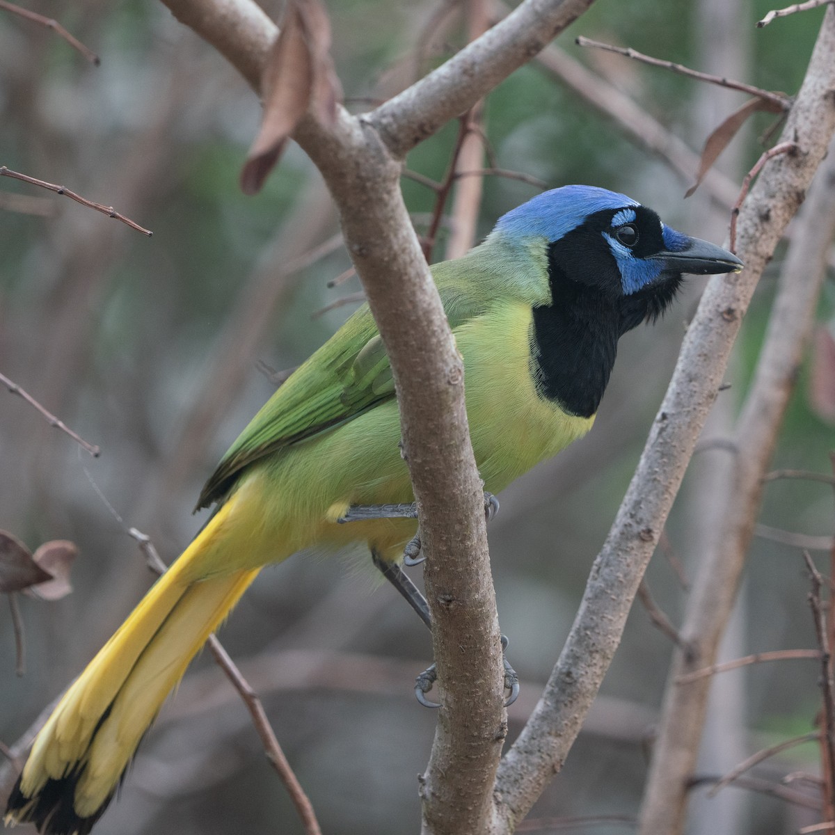 Green Jay - ML643513122