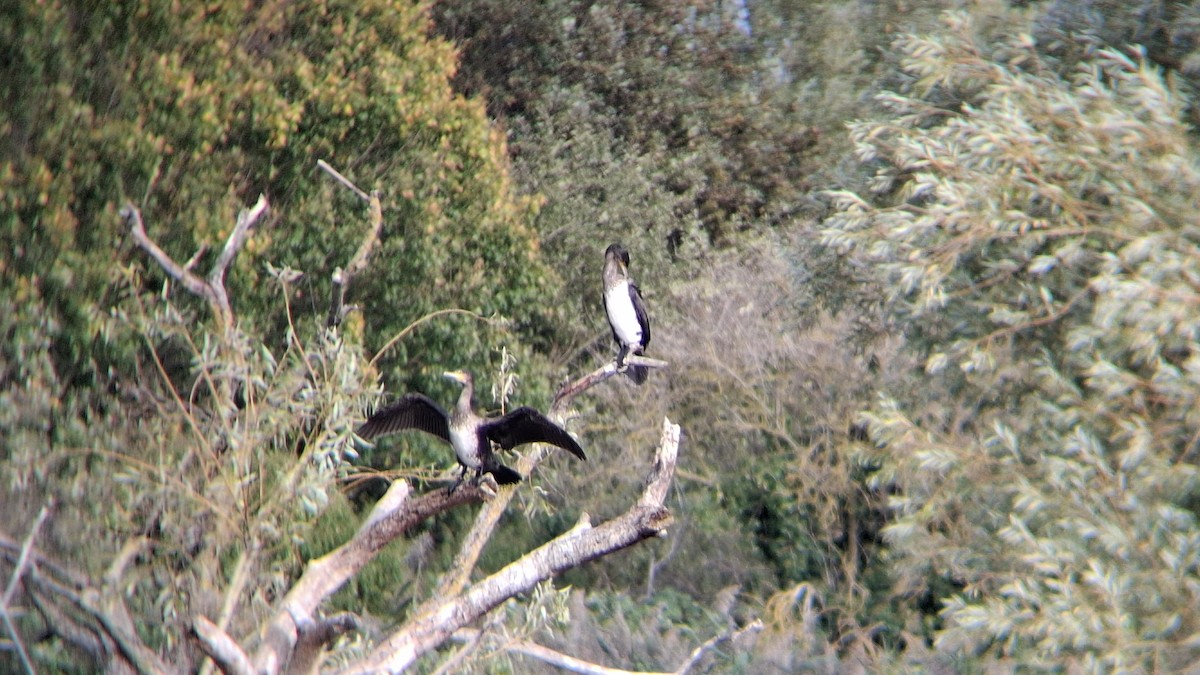 Grand Cormoran - ML643513126