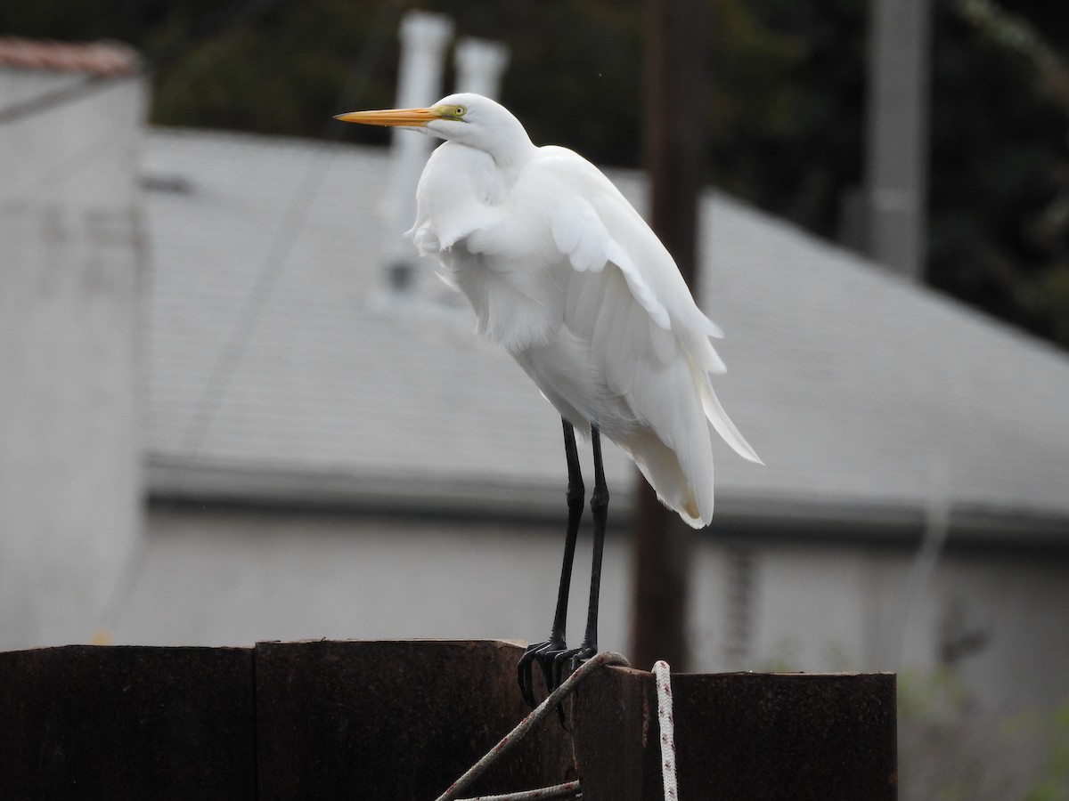 Great Egret - ML643513136
