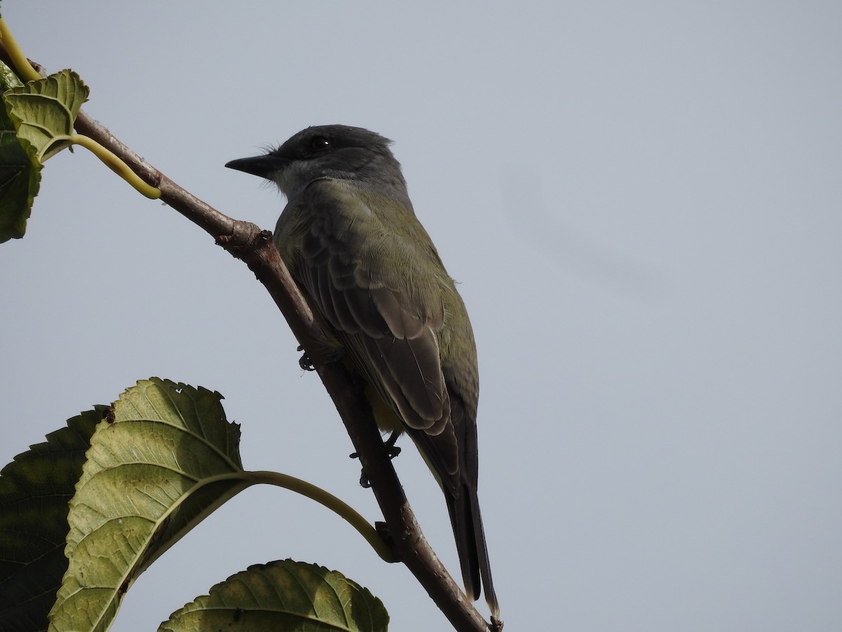Cassin's Kingbird - ML643513150