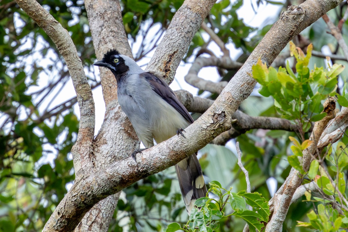 Azure-naped Jay (Campina) - ML643513172