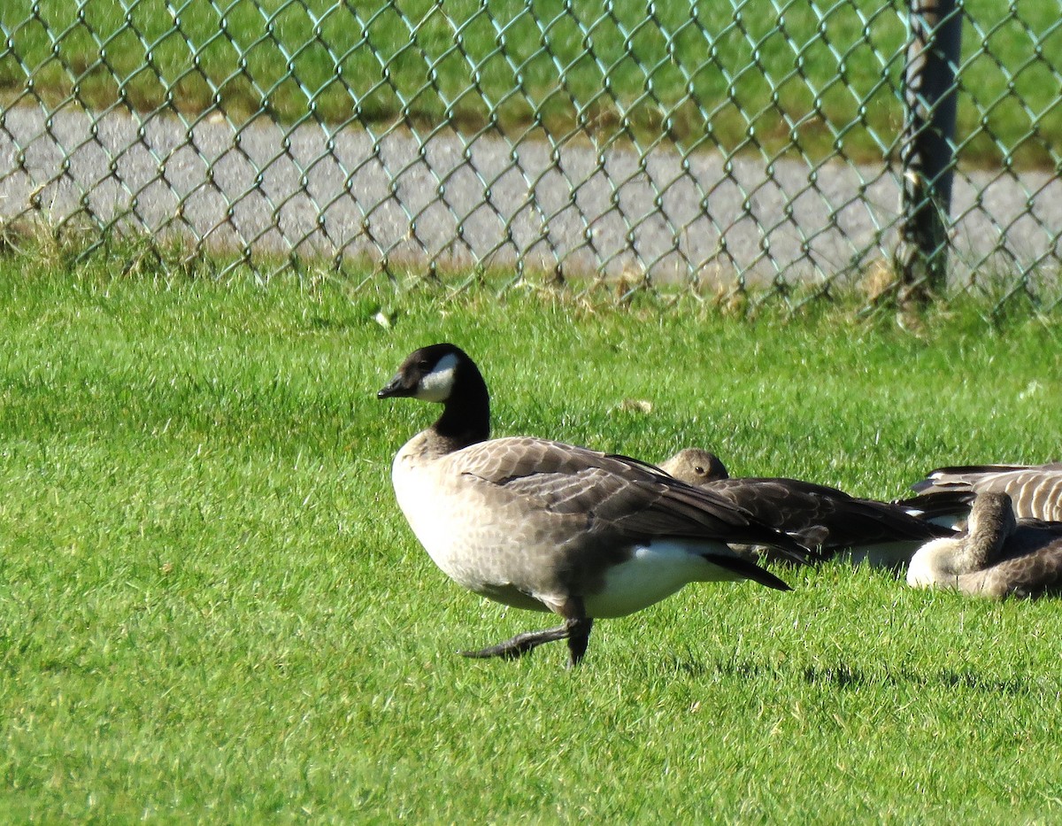 Branta kanadar txikia - ML643513196