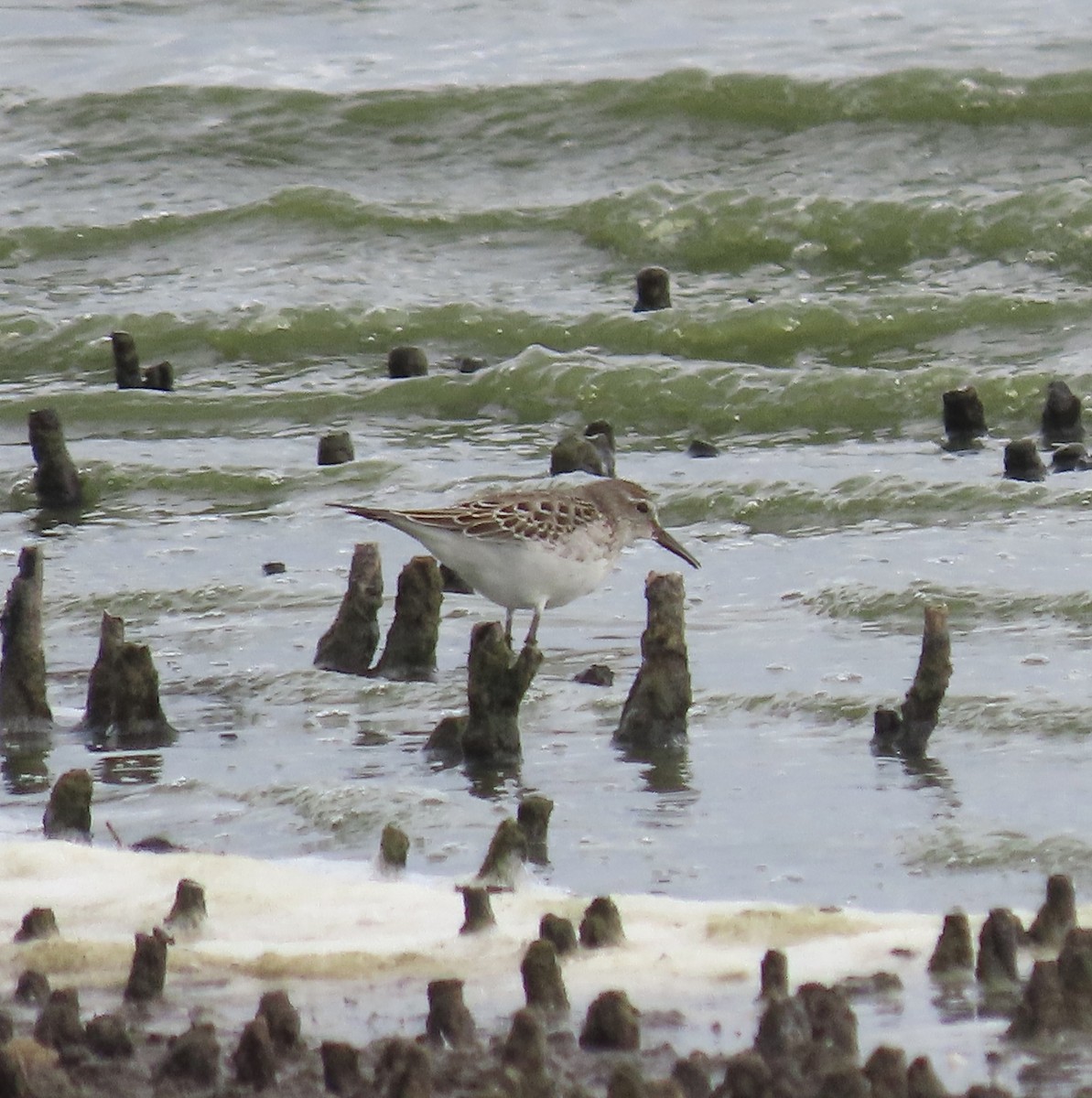 White-rumped Sandpiper - ML643513209