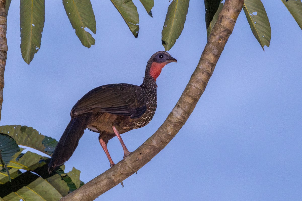 Spix's Guan - ML643513212