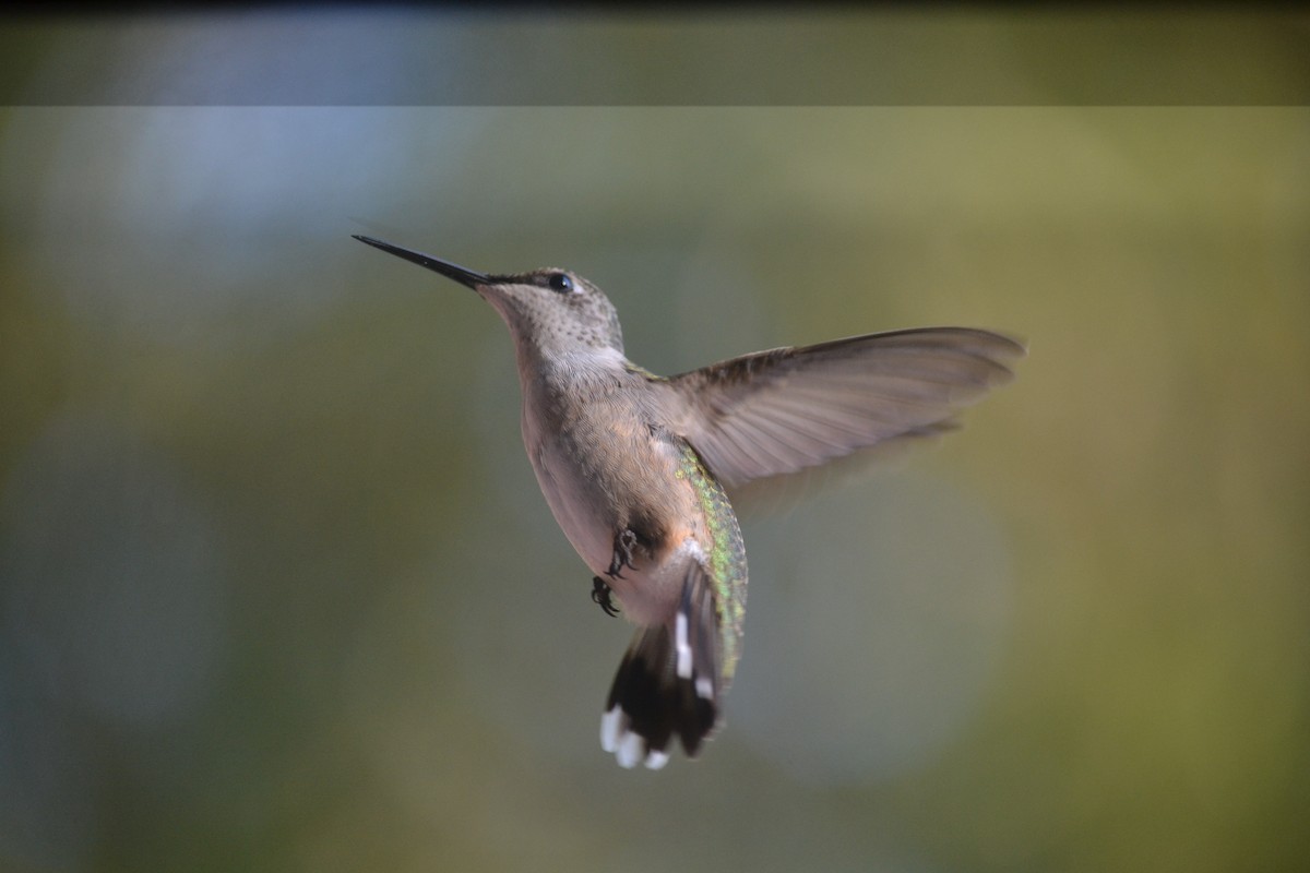 Ruby-throated Hummingbird - ML643513229