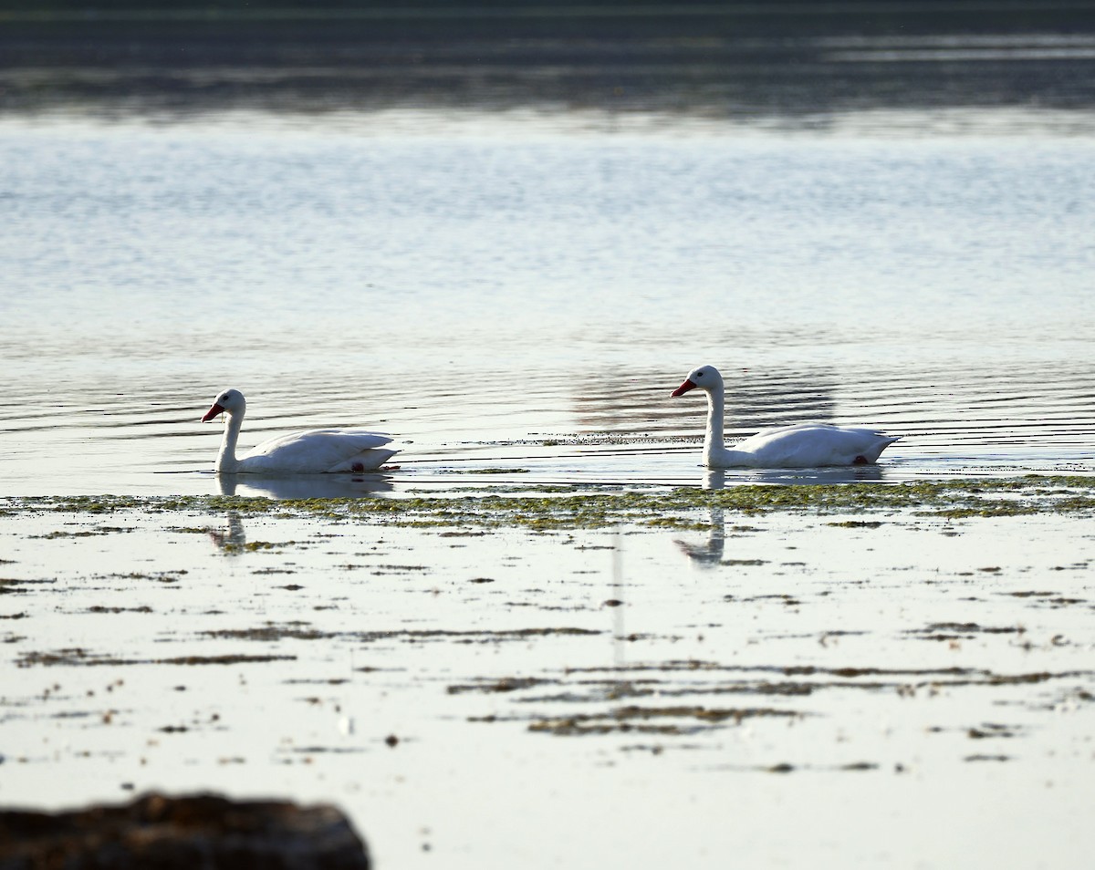 Coscoroba Swan - ML643513238