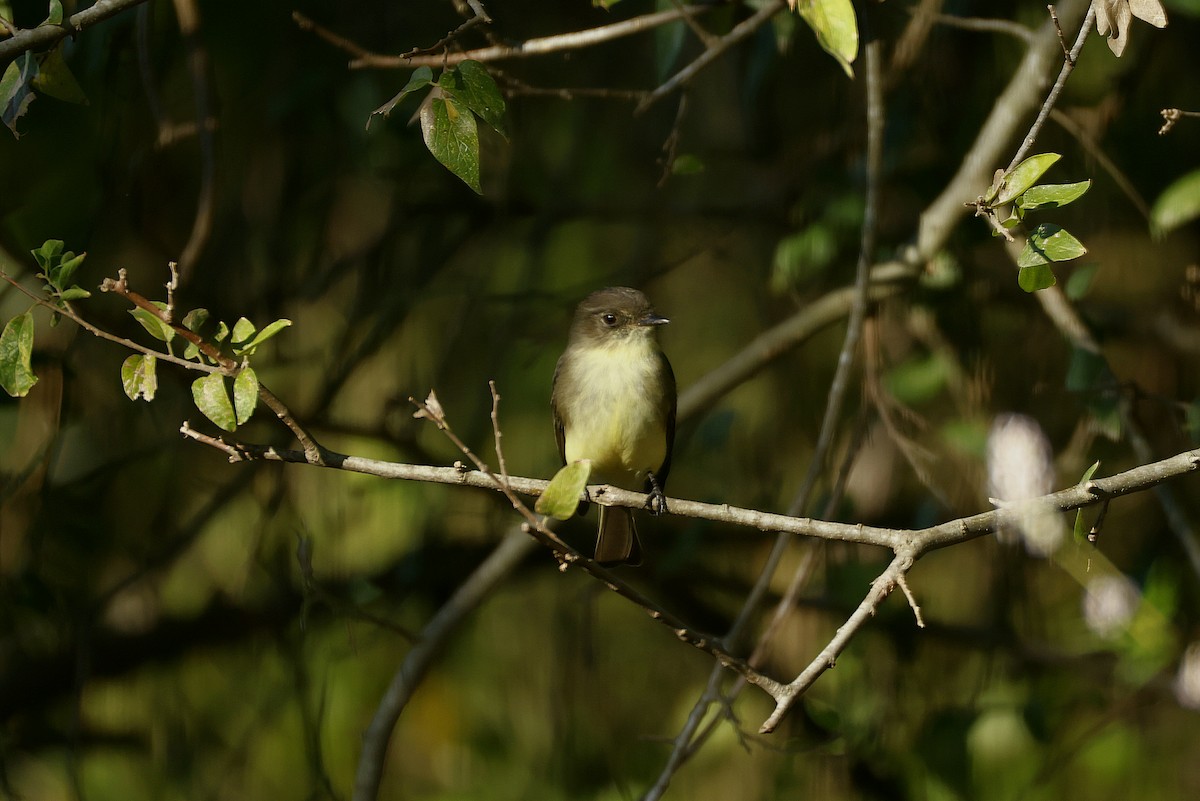 Eastern Phoebe - ML643513241