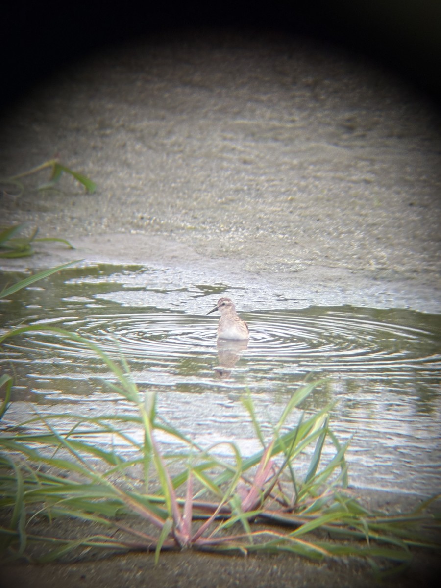 pygmésnipe - ML643513243