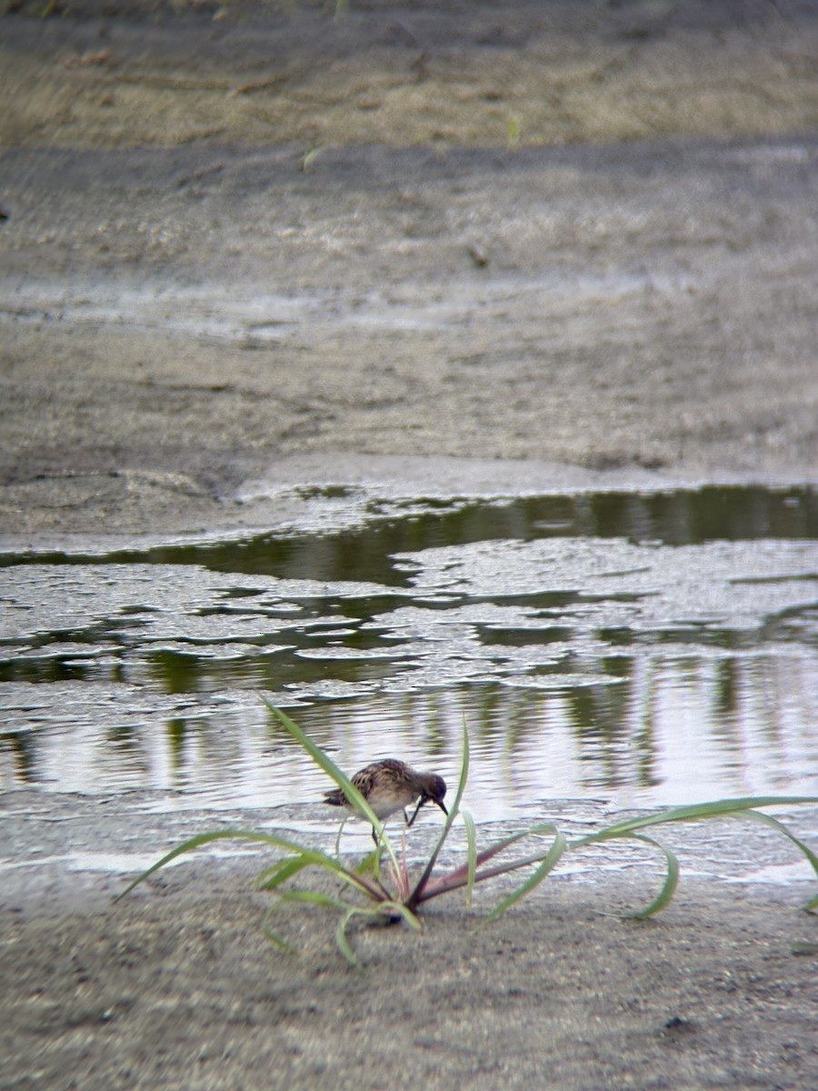 pygmésnipe - ML643513244