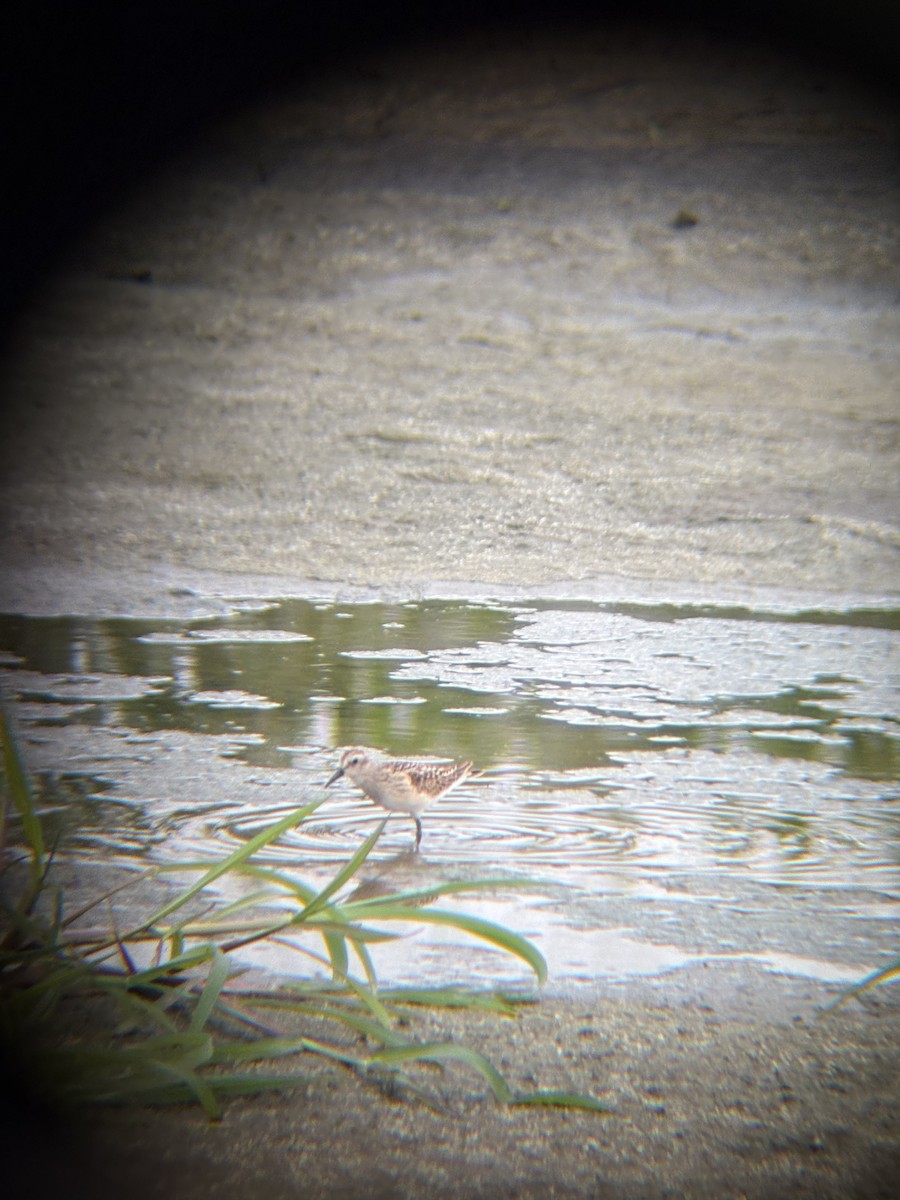 pygmésnipe - ML643513245