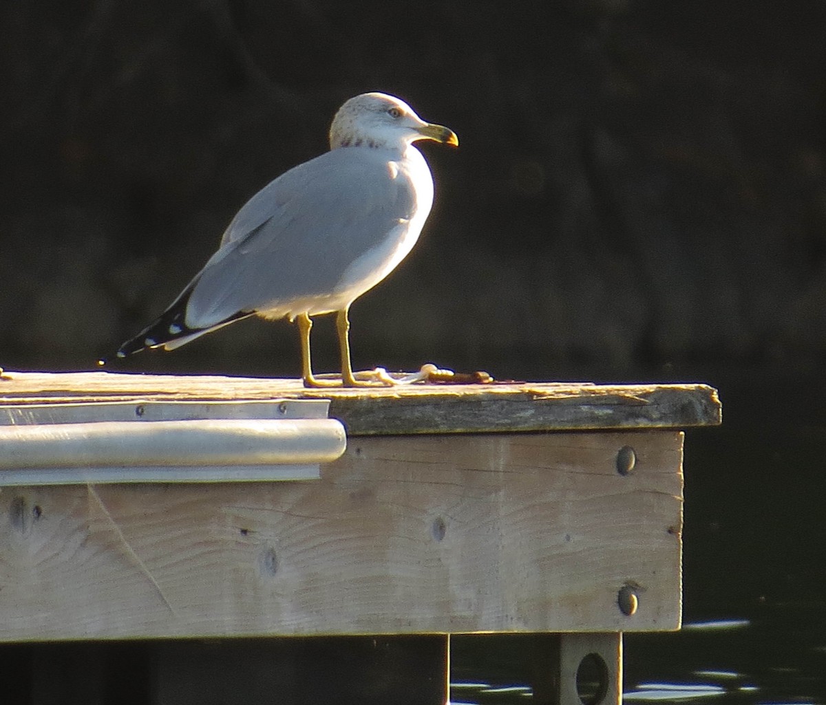 Ring-billed Gull - ML643513253