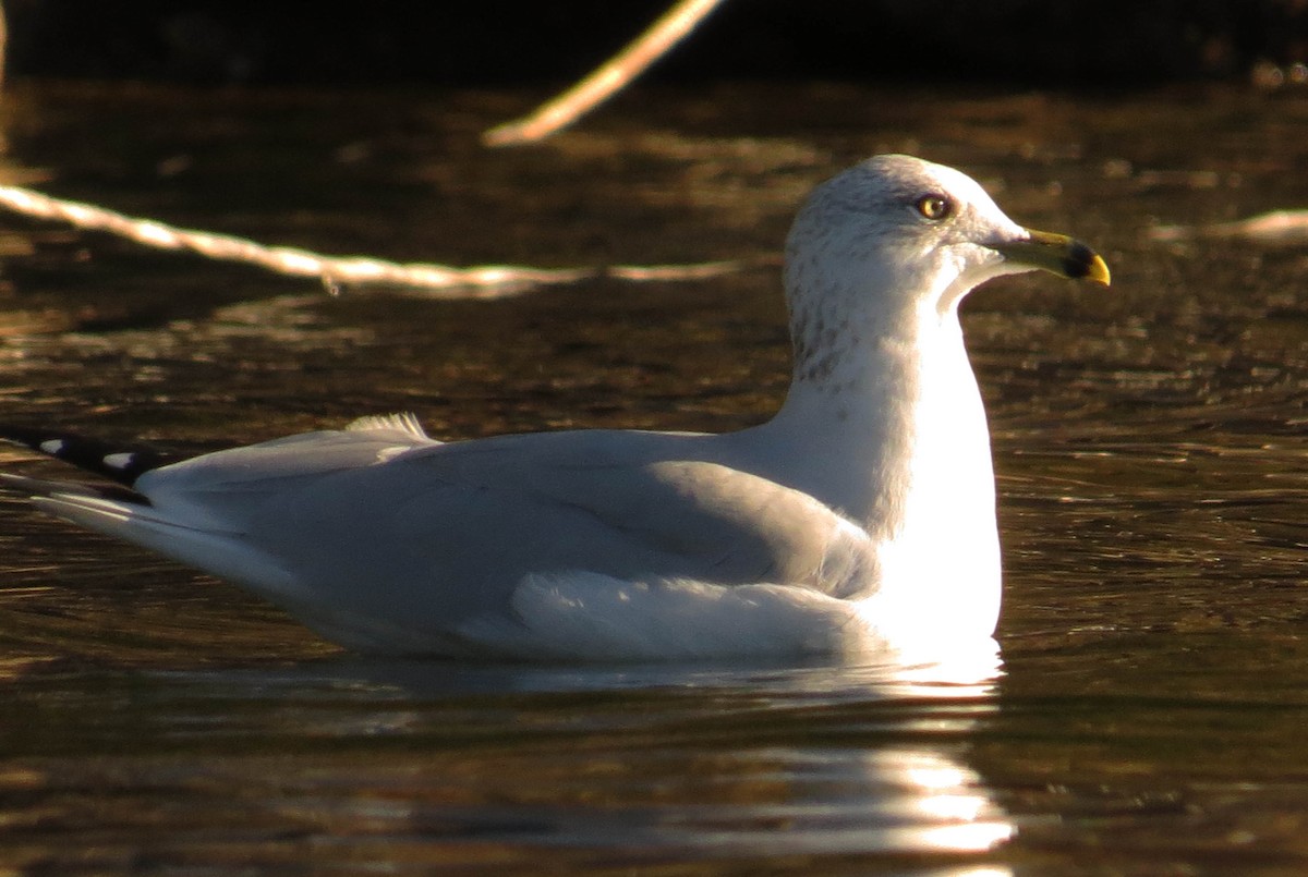 Ring-billed Gull - ML643513254