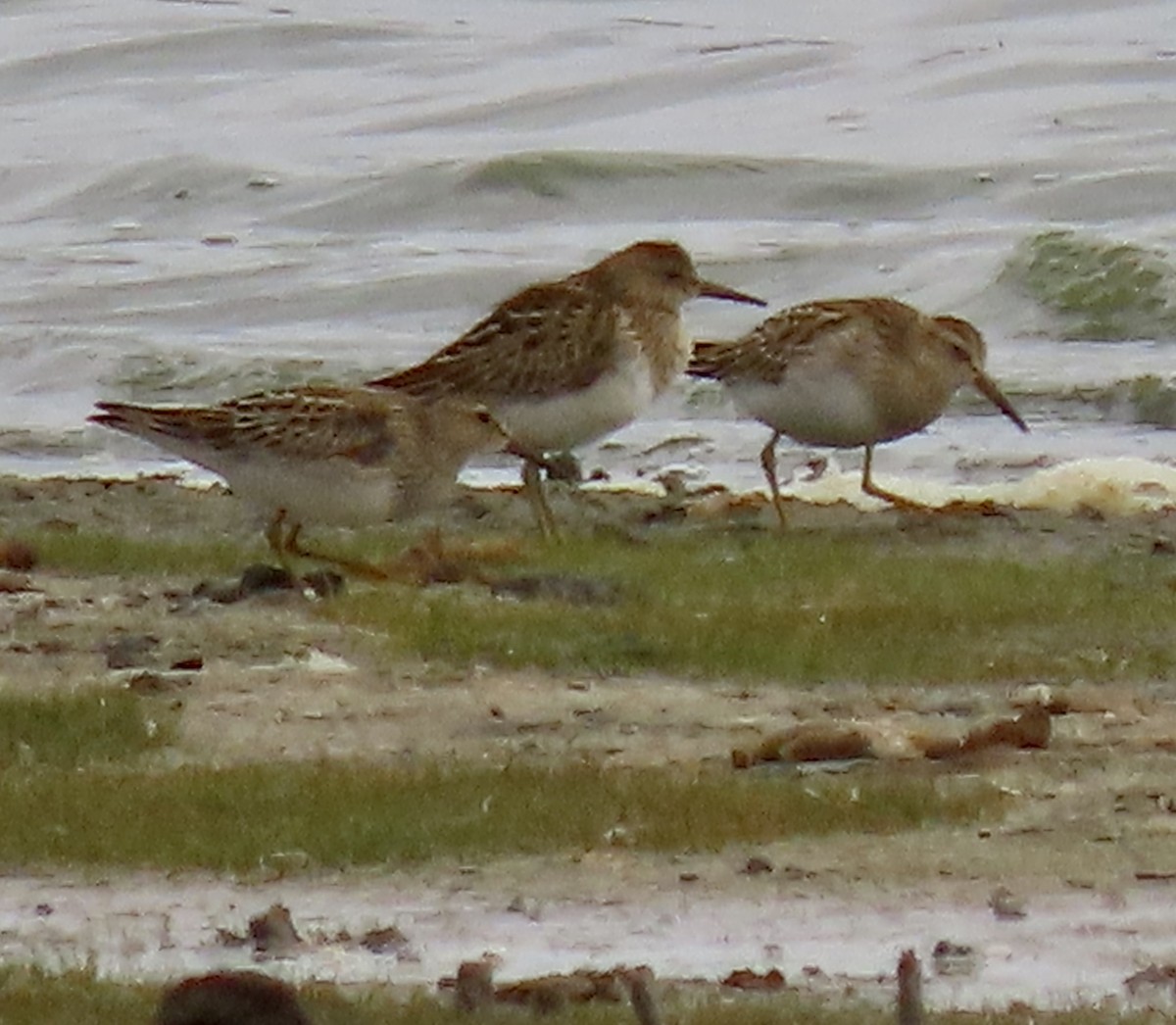 Орог элсэг - ML643513260