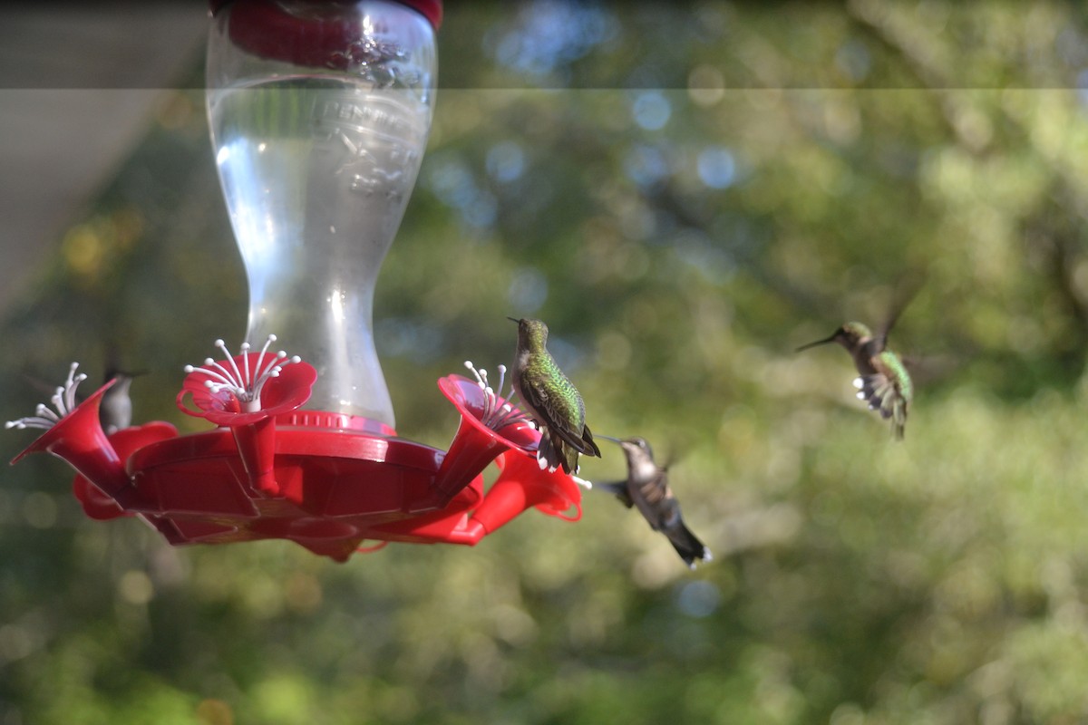 Ruby-throated Hummingbird - ML643513271