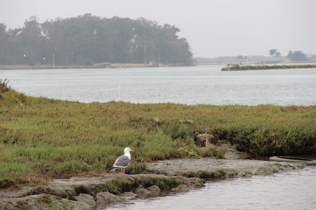 Long-billed Curlew - ML643513272