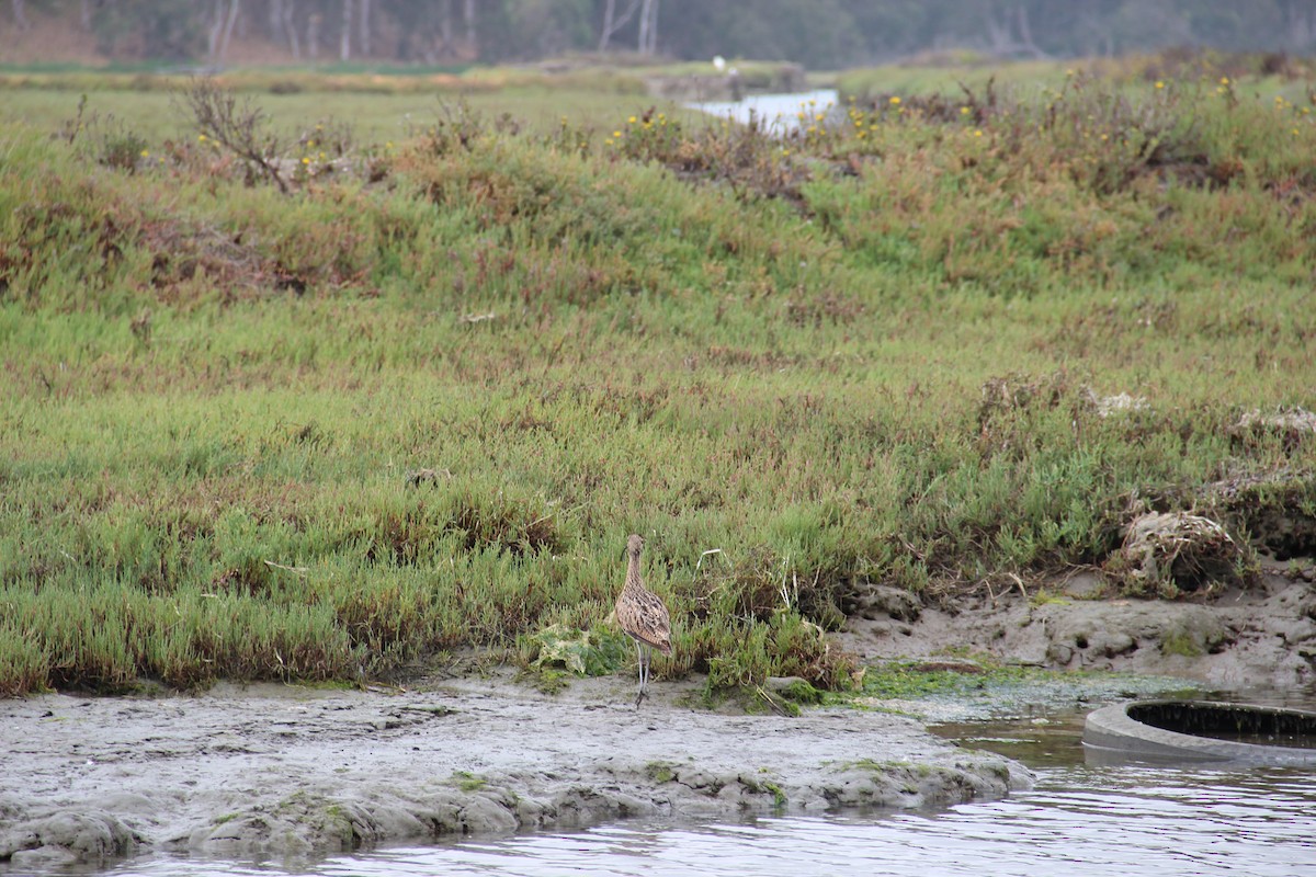 Long-billed Curlew - ML643513273