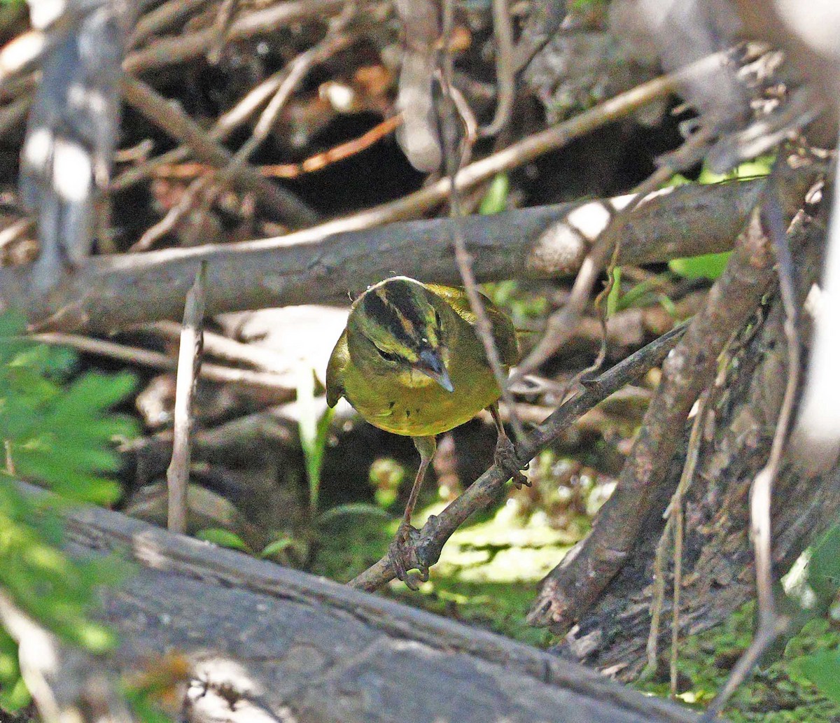 Two-banded Warbler - ML643513276