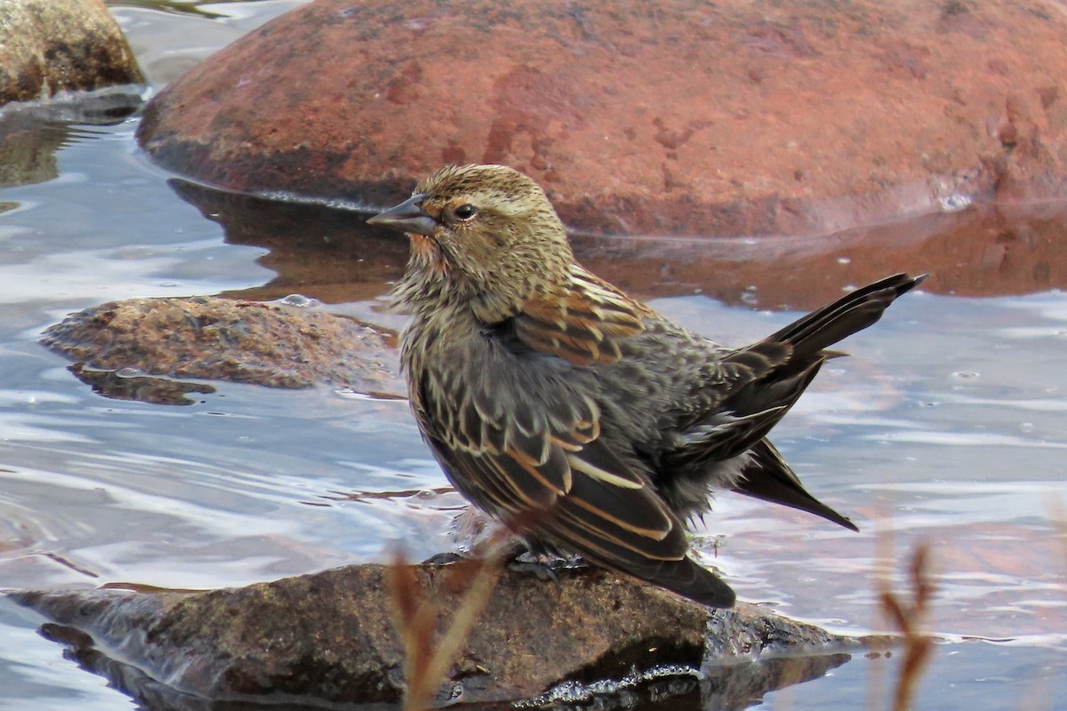 Red-winged Blackbird - ML643513279